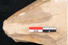 Foto (Detailansicht) von Plantae indet.  (NHMW-GEO-2024-0188-11504)